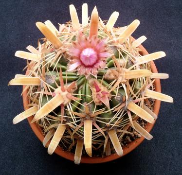 ferocactus01