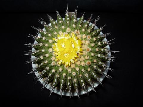 uebelmannia meninensis02