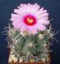 echinocactus horizonthalonius03