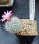 t gymnocactus subteraneus zaragoseanus01